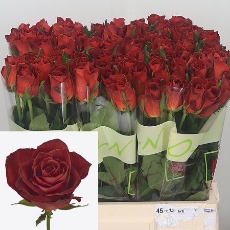 ROSE-CAFE-DEL-MAR-60cm-1