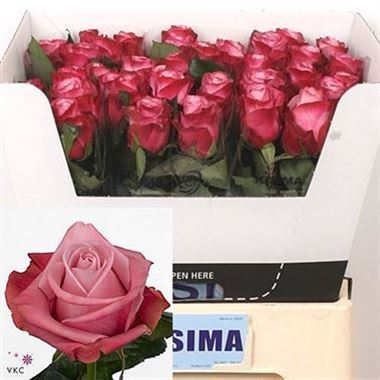 Rose-Deep-Water-pink-wholesale-2