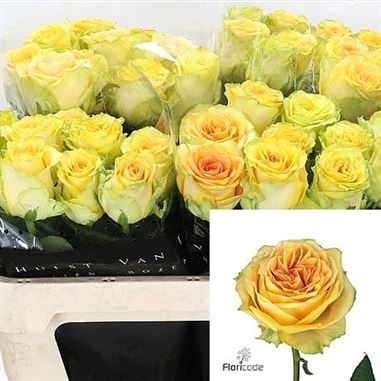Rose-Lemon-Finess-yellow-wholesale