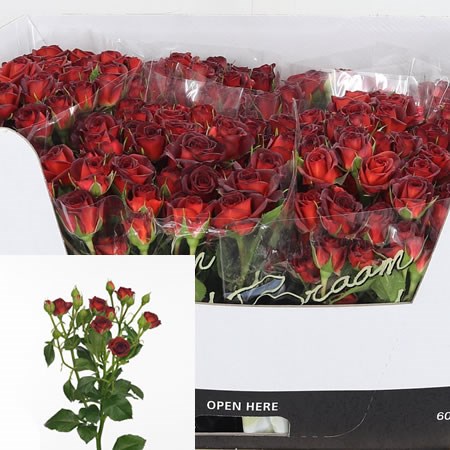 Rose-Spray-Chococcino-60cm--Wholesale-Dutch-Flowers-and-Florist-Supplies-UK