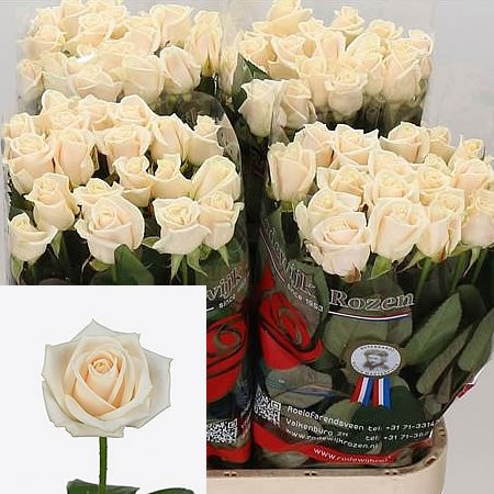 Rose-Vendela-70cm-wholesale
