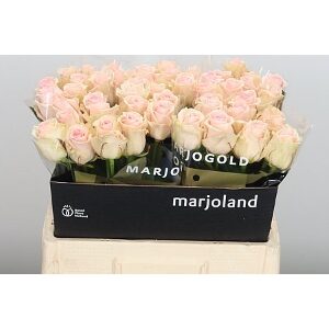 Lovely Dolomiti 40cm