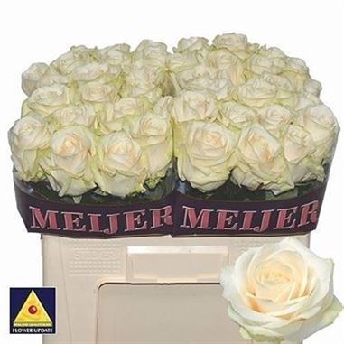 rose-four-seasons-cream-wholesale-4