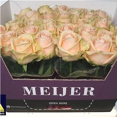 rose-pearl-avalanche-pink-wholesale-1