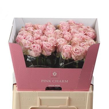 rose-pink-avalanche-wholesale-1