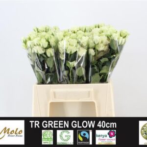 Green Glow 40cm