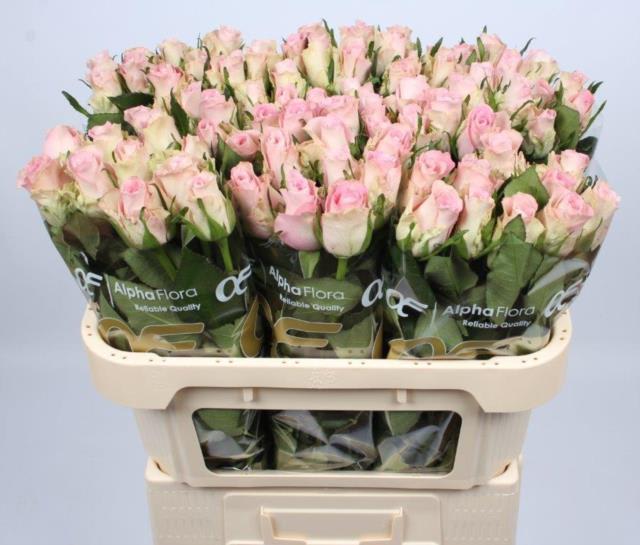 0xF309FEC35B9A0032C4E61A1882E48A87B30EA1E3