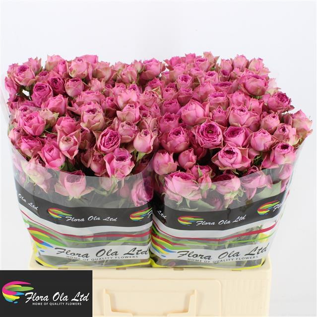 3b64fe21597611ecba9318c04de0a483_462b2d93599e11ecba9318c04de0a483