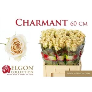Charmant 60cm
