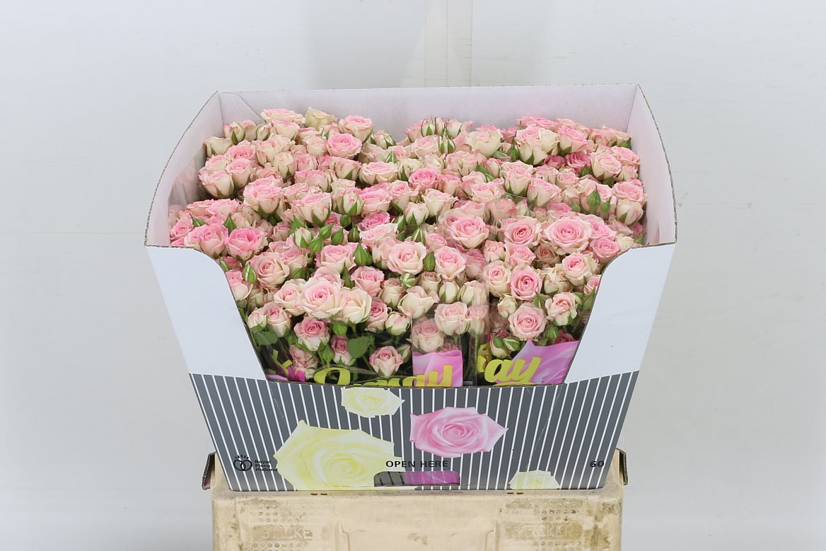 Creamy-Twister-Spray-Rose