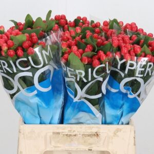 Hypericum-Coco-Tango-300x300