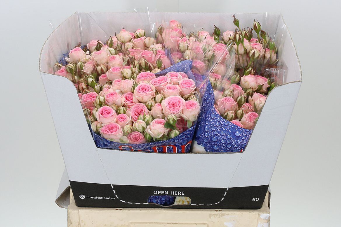 Kate-Lynn-Spray-Rose