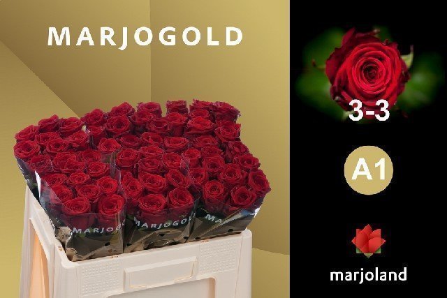 Marjoland - Red_Naomi_A1_3-3_50