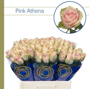 Pink Athena 60cm