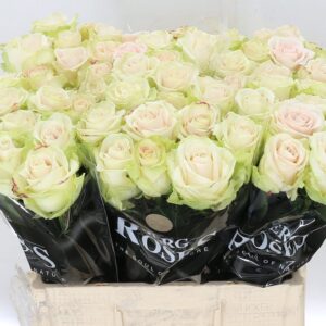 Ador Avalanche 60 cm