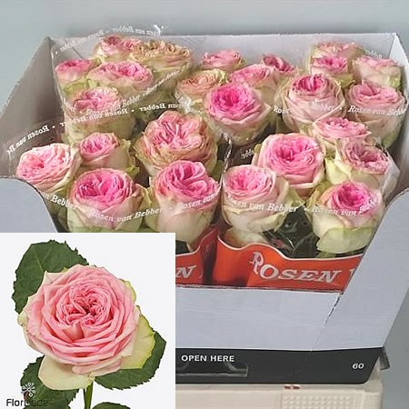 Rose-Country-Spirit-Princess-60cm