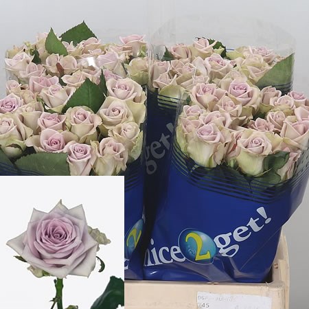Rose-Fifth-Avenue-70cm-1