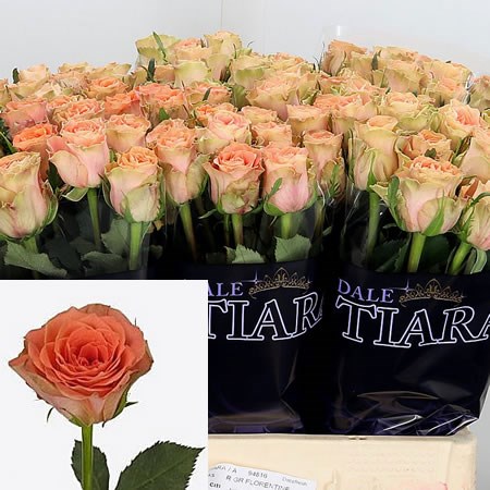 Rose-Florentine-60cm-1