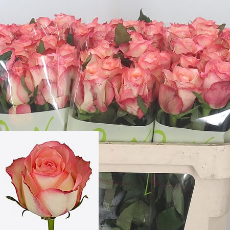 Rose-Gran-Turismo-70cm