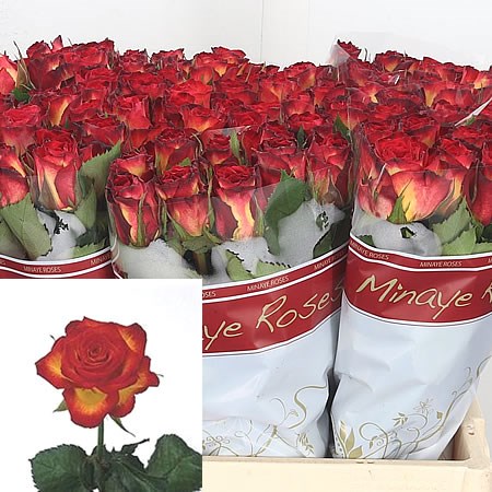 Rose-High-Society-60cm