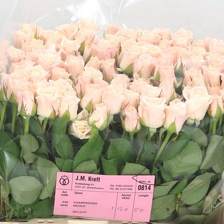 Rose-Medeo-small-50cm