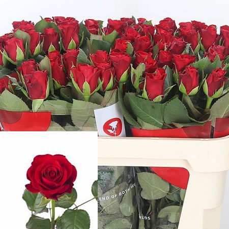 Rose-Red-Ribbon-70cm