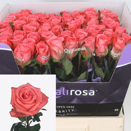 Rose-Sankara-50cm-2qualirosa