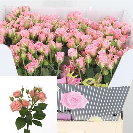 Rose-Spray-Odilia-60cm-1