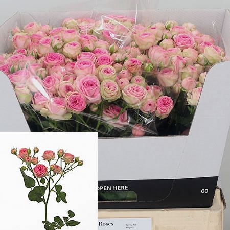 Rose-Spray-Super-Sensation-60cm