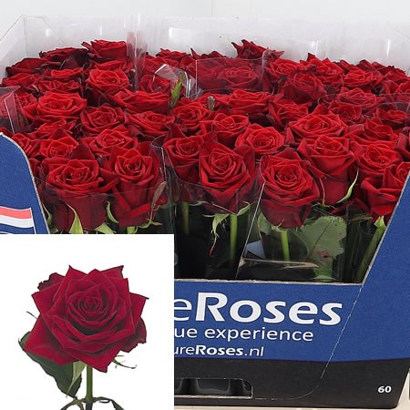 Rose-Testarossa-60cm-pure roses