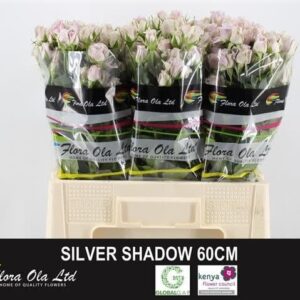 Silver Shadow 60 cm