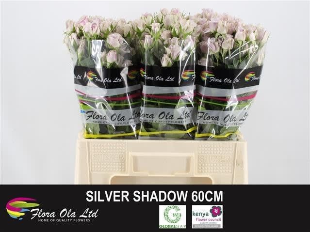 SilverShadow6-2084208