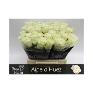 Alphe Duez 40 cm