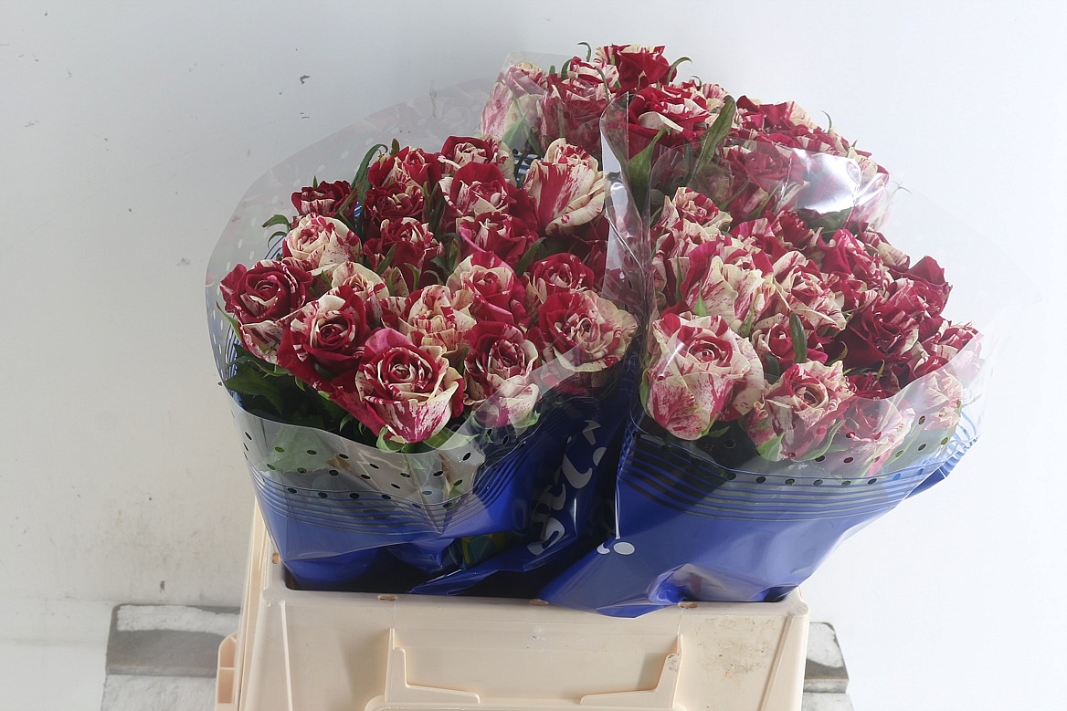 big_1563808129R_Gr_Harlequin_35