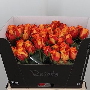 Careless Whisp 60 cm