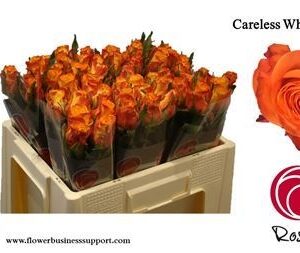 Careless Whisp 50 cm