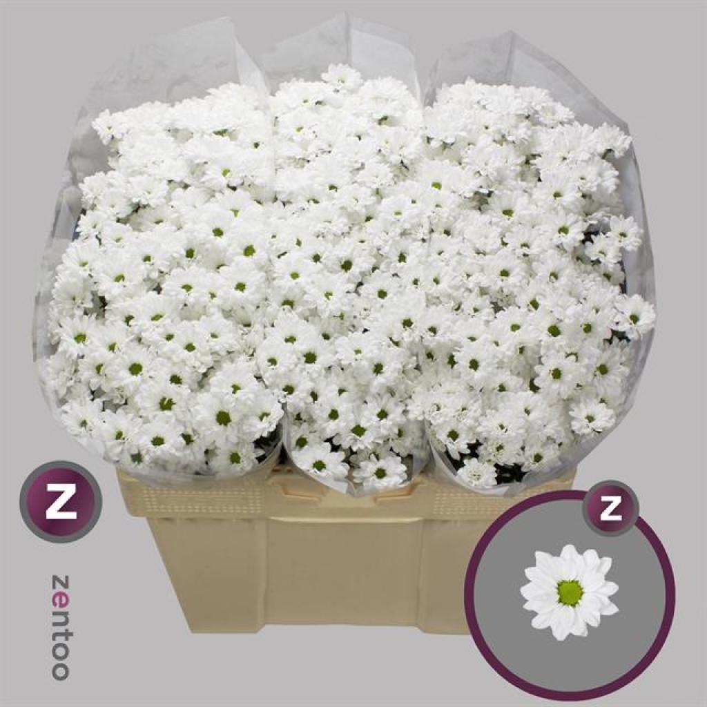 chr-santini-bouncer-white-1-florasystem-žilina-ponuka-predaj-rezané-kvety