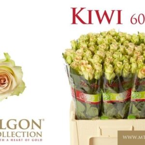Kiwi 60 cm