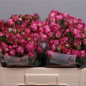 Lady Bombastic  50 cm