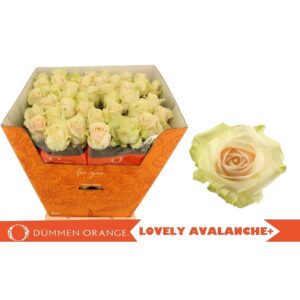 Lovely Avalanche 60cm