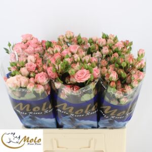 Madam Bombastic 60cm