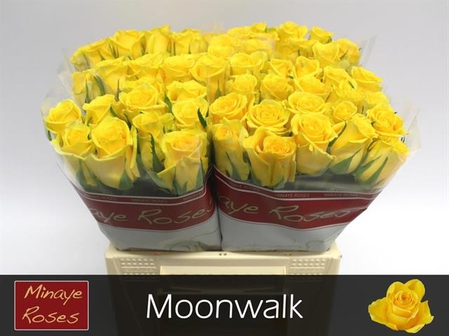 moonwalk roses