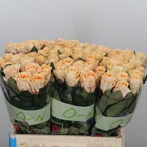 Peach Tacazzi 60 cm