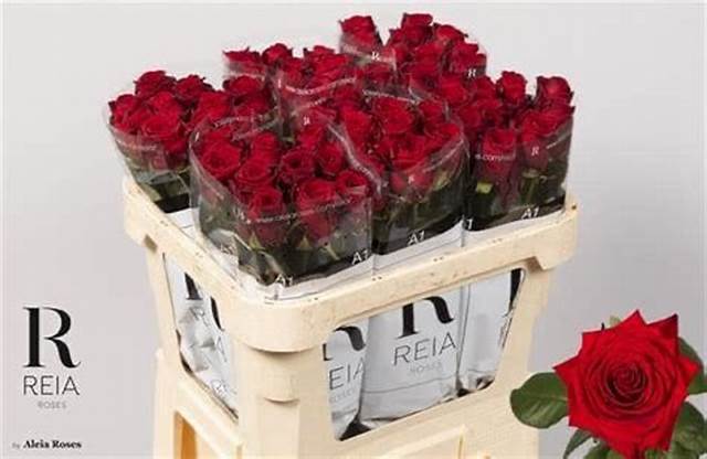 red naomi reja 80 cm