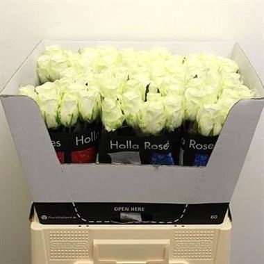 rose-countdown-white-wholesale
