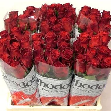 rose-rhodos-red-wholesale