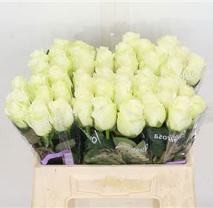 rose_ivory_40cm_countdown-e1578902956543