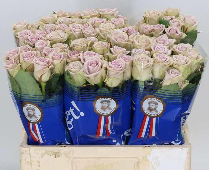 rose_lilac_40cm_fifth_avenue