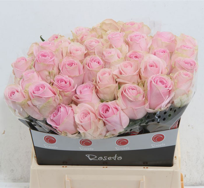 rose_pink_40cm_heidi