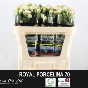 Royal Porcelina 70cm